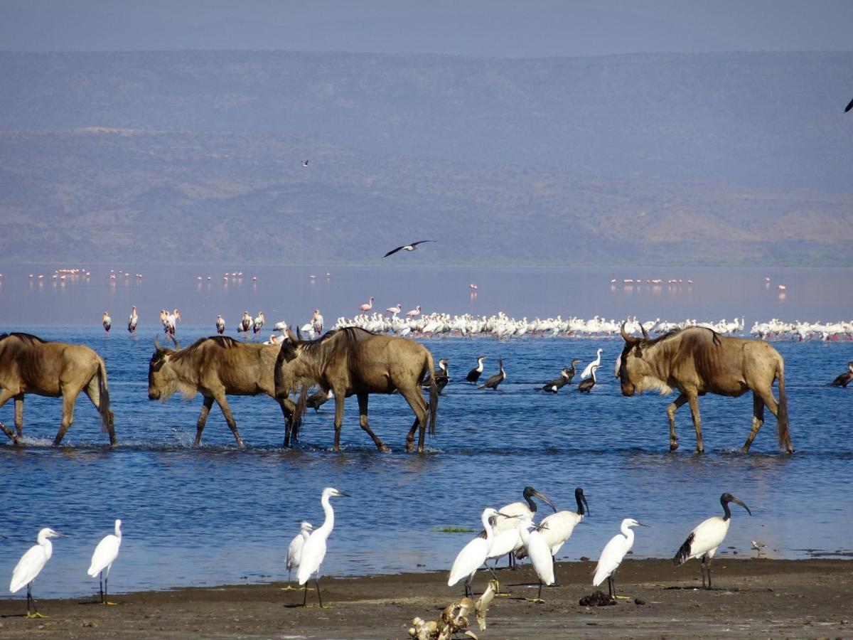 Africa Safari Lake Natron Mtowabaga Bagian luar foto